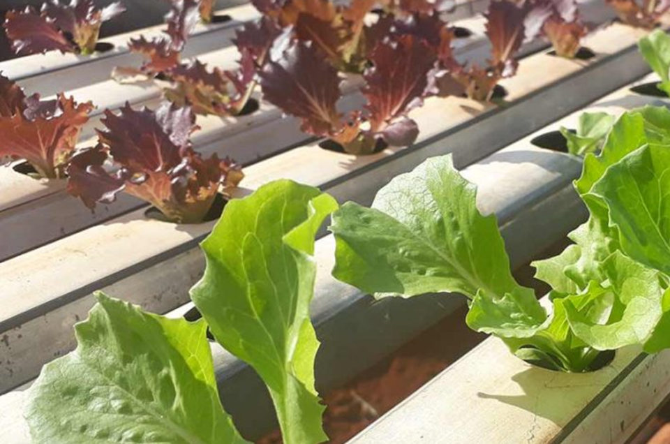 Feira em Mato Grosso difunde tecnologia em horticultura para produtores rurais